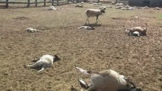 Valente: Produtora relata ataque de cães que mataram 16 ovelhas - valente, bahia