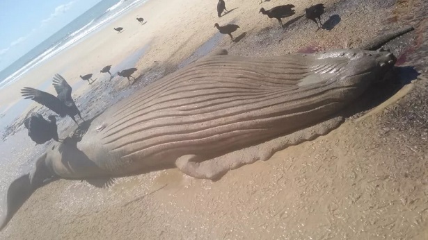 Prado: Filhote de baleia é encontrado morto em praia - prado, bahia