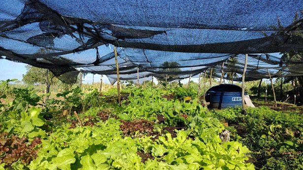 Crisópolis: Agricultores familiares garantem renda com venda de hortaliças - cristopolis, bahia