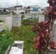 Cemitério de Santo Antônio de Jesus necessita de limpeza - saj, destaque