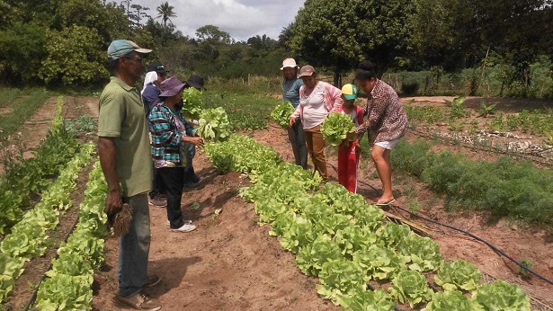 Rio Real: Agricultores da Comunidade Bacias realizam primeira colheita de hortaliças - rio-real, bahia