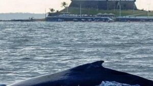 Moradores avistam baleia-jubarte na região da Barra - salvador, noticias, bahia