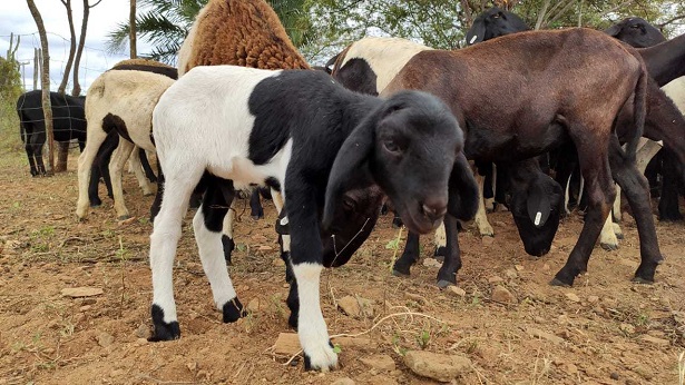 Quijingue: Produtores da zona rural recebem ovinos com melhoramento genético - quijingue, bahia