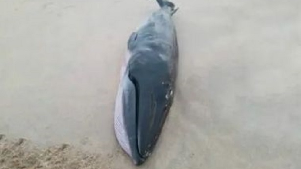 Mucuri: Filhotes de baleia são encontrados mortos em praias - mucuri, destaque, bahia