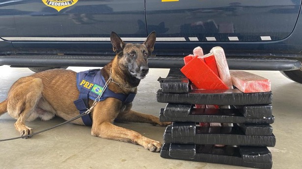 Vitória da Conquista: Cães auxiliam na apreensão de drogas na BR-116 - vitoria-da-conquista, policia, bahia