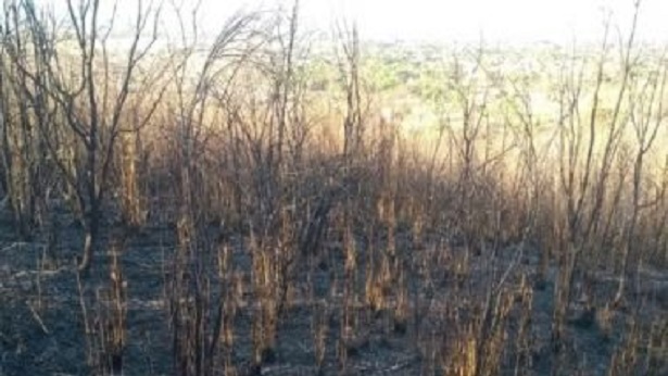 Barreiras: Fogo atinge área de vegetação na Serra da Bandeira - barreiras, bahia
