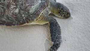 Ilhéus: Tartarugas são encontradas mortas em praias turísticas - ilheus, bahia