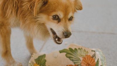 Cachorro se alimentando