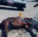 Cruz das Almas: Cavalo atropelado agoniza há 3 dias na BR-101 - destaque, cruz-das-almas