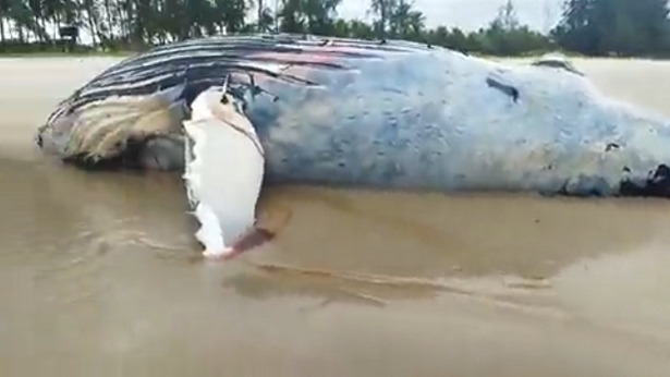 Valença: Baleia jubarte é achada morta em praia de Guaibim - valenca