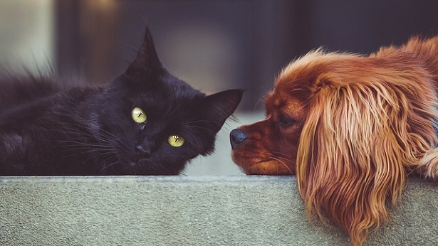 ARTIGO - Cachorro e gato: confira dicas para facilitar a convivência entre eles - artigos
