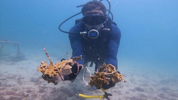 Projeto transfere as primeiras mudas de corais para restauração de recifes na Baía de Todos-os-Santos - noticias, bahia
