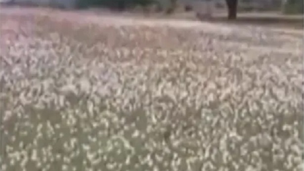 Macaúbas: Vídeo mostra flores desabrochando após chuvas - macaubas, bahia