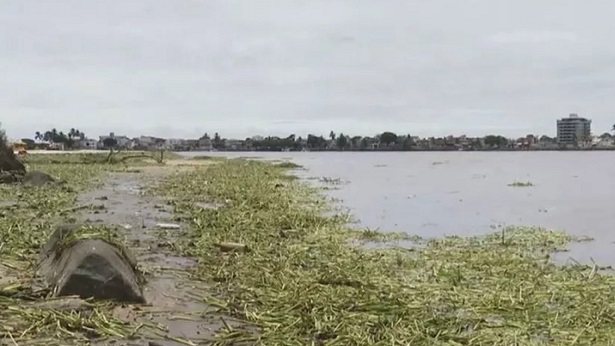 Justiça decide que Itabuna deve cuidar do descarte de baronesas que poluem Ilhéus - justica, itabuna, ilheus, bahia