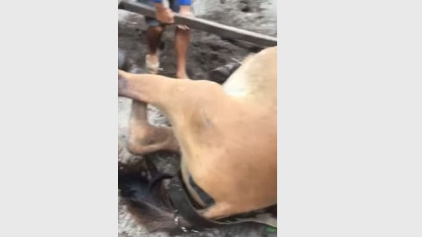 Porto Seguro: Cavalo cai por não aguentar excesso de peso de carroça - porto-seguro, bahia