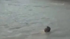 Guanambi: Homem nada em rua alagada após fortes chuvas - noticias, guanambi, bahia