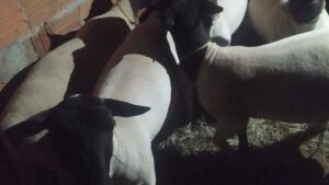 Serra do Ramalho: Melhoramento genético do rebanho aumenta renda de produtores de ovinos - bahia