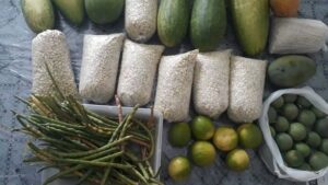 Candiba: Produção de alimentos complementa renda de agricultores da Associação de Pilões - noticias, candiba, bahia