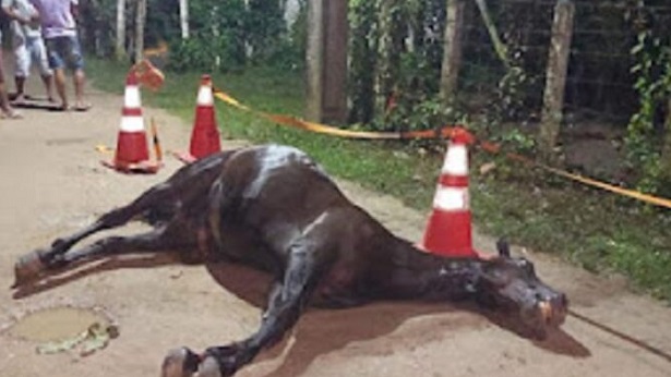 Homem de 34 anos morre após cair de cavalo em Mata de São João