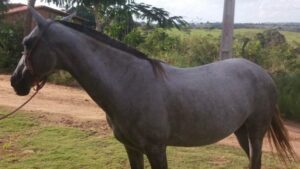 Morador de Elísio Medrado tem égua furtada em Santa Terezinha - elizio-medrado, bahia
