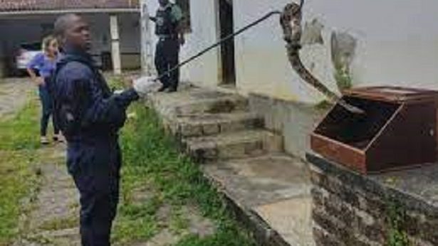 Amargosa: Jibóia é capturada no telhado da Ciretran - destaque, amargosa