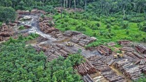 Funai revoga ato que liberava extração de recursos madeireiros em terras indígenas - politica
