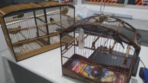 Pássaros que eram levados para Wenceslau Guimarães são resgatados em Gandu - wenceslau-guimaraes, gandu