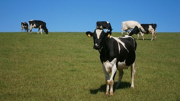 ARTIGO - Síndrome do intestino hemorrágico prejudica vacas leiteiras e pode levá-las à morte - artigos