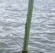 Cairu: Mulher morre após canoa afundar na região do Galeão - destaque, cairu, bahia