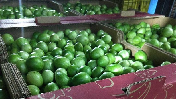 Umbu cultivado em Canudos, Uauá e Curaçá pode ser encontrado em supermercados - canudos