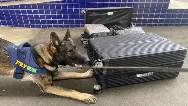 Vitória da Conquista: Com cães farejadores, PRF apreende 51 kg de drogas - vitoria-da-conquista, policia