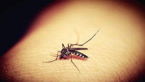 Ministério da Saúde lança campanha contra malária - brasil