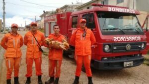 Teixeira de Freitas: Cachorro é resgatado de despenhadeiro de 35 metros - teixeira-de-freitas, noticias, destaque
