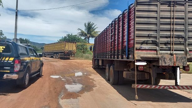 Seabra: Caminhões realizando transporte irregular de gado são interceptados - seabra, noticias