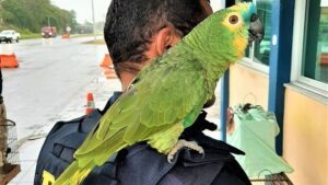 Feira de Santana: Papagaios são resgatados na BR 116 - noticias, feira-de-santana