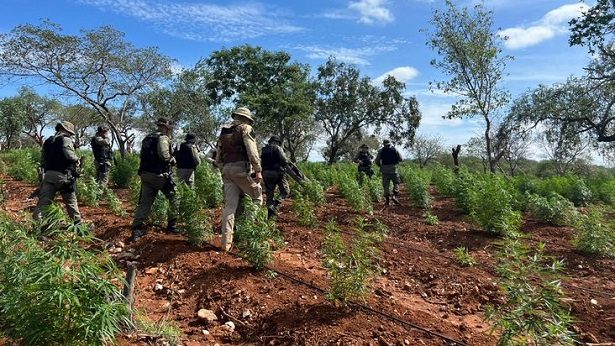 Remanso: Polícia Militar localiza plantio de maconha na divisa com Piauí - remanso, policia, bahia