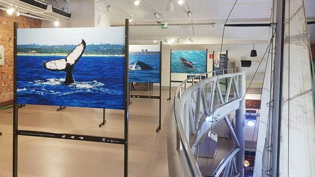Museu do Mar recebe Exposição Baleias Urbanas Soteropolitanas - noticias, arte