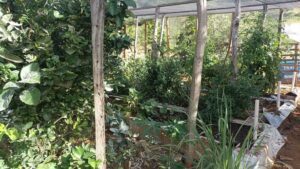 Belo Campo: Quintais agroflorestais transformam a vida de agricultoras quilombolas - belo-campo, bahia