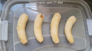 Ibiassucê: Alunas de Colégio Estadual descobrem que erva-cidreira pode combater apodrecimento da banana - noticias, ibiassuce, destaque