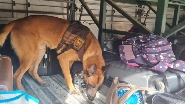 Itabuna: Cão acha drogas em mala dentro de ônibus intermunicipal - policia, itabuna, destaque, bahia