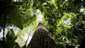 Brasil e Reino Unido anunciam aportes em projeto ambiental na Amazônia - brasil