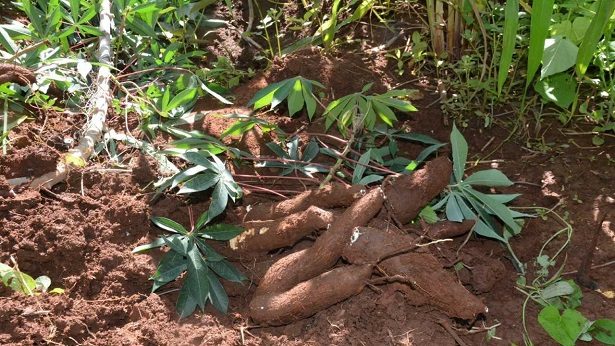 Ituberá: Agricultores comemoram primeira colheita de mandioca - noticias, itubera, destaque