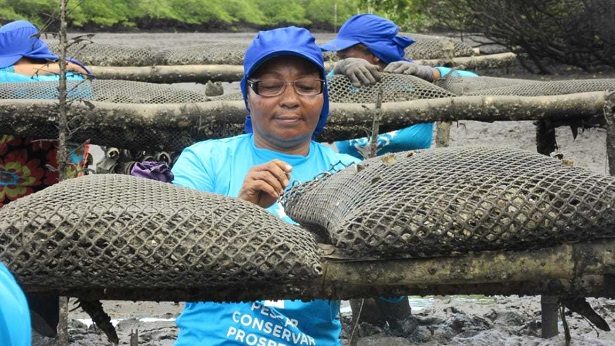 Maragogipe: Marisqueiras recebem embarcações para cultivo de ostras - noticias, maragojipe