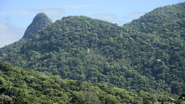 Iniciativa despeja quatro toneladas de sementes na Mata Atlântica - brasil