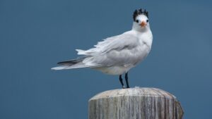 Caravelas: Primeiro caso de gripe aviária em ave silvestre é registrado no estado - caravelas, bahia
