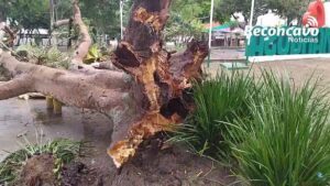Amargosa: Árvore cai na Praça do Bosque - noticias, amargosa