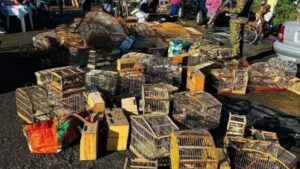 Cerca de 240 aves silvestres são resgatadas em feira livre na RMS - bahia