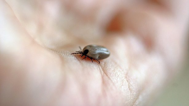 Sesab notifica sobre crescimento de casos da febre maculosa na Bahia - saude, bahia