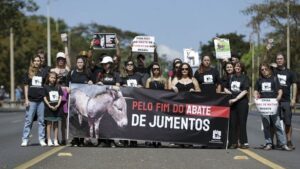 Manifestação pede fim da permissão para abate de jumento no Brasil - brasil