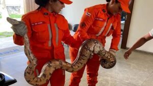 Juazeiro: Cobra de dois metros é resgatada próxima a estação de tratamento de água - noticias, juazeiro